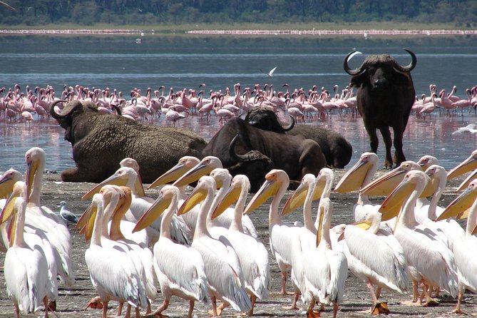 Lake Nakuru National Park & Boat Ride at Lake Naivasha Day Tour From Nairobi - Key things that make this day trip tick