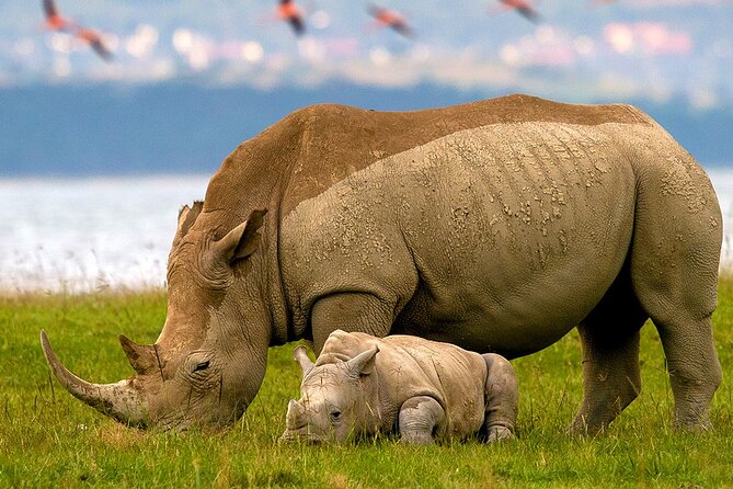 Lake Nakuru National Park & Boat Ride at Lake Naivasha Day Tour From Nairobi - Nairobi to Lake Nakuru and Naivasha, the smart one-day Rift Valley plan