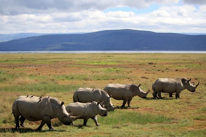 Lake Nakuru National Park & Boat Ride at Lake Naivasha Day Tour From Nairobi - Lunch time at Nakuru Lodge, and how to handle it