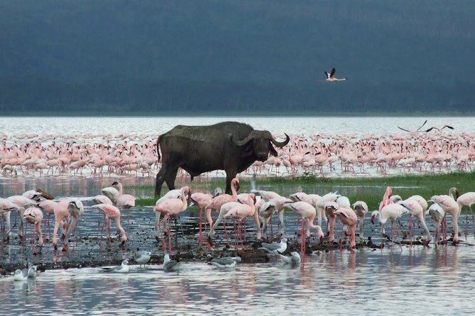 Lake Nakuru National Park & Boat Ride at Lake Naivasha Day Tour From Nairobi - The return drive and the second act at Lake Naivasha