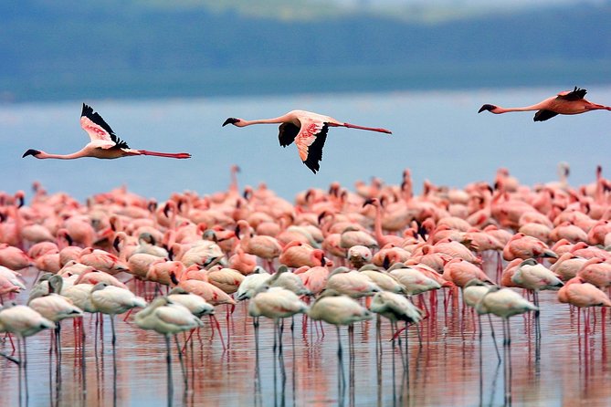 Lake Nakuru National Park & Boat Ride at Lake Naivasha Day Tour From Nairobi - Price and value: what you’re really paying for at $195 per person