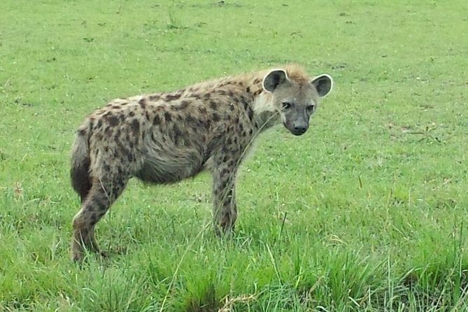 Lake Nakuru National Park Day Tour Via Lake Naivasha - Two parks, one long day: how the Nakuru and Naivasha combo works