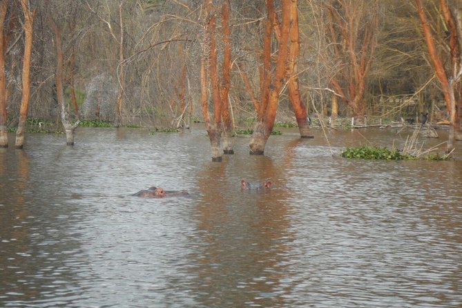 Lake Nakuru National Park Day Tour Via Lake Naivasha - Who should book this tour, and what to watch out for
