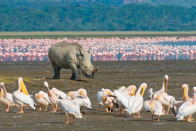Lake Nakuru National Park: Day Trip from Nairobi - Key things to know before you go
