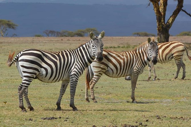 Lake Nakuru National Park: Day Trip from Nairobi - Included vs not included, plan your day around what’s missing