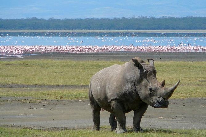 Lake Nakuru National Park: Day Trip from Nairobi - Small group size, maximum 15 travelers, and what that means for your experience