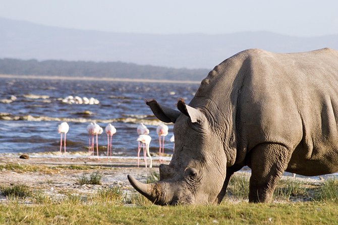 Lake Nakuru National Park daytrip - Key things that make this daytrip tick