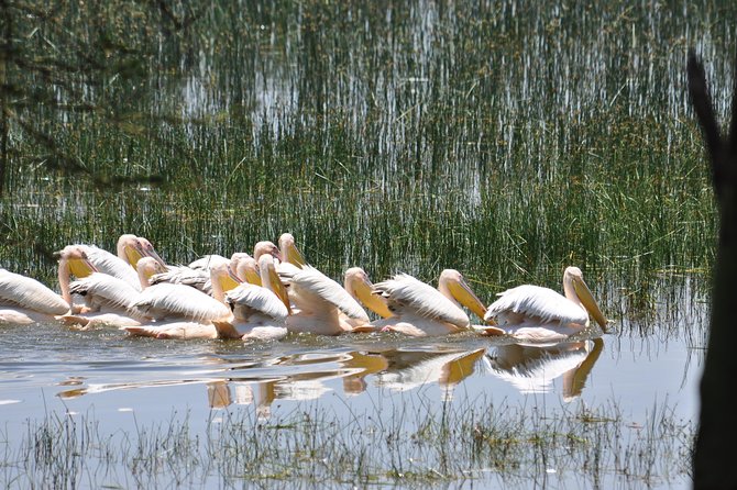 Lake Nakuru National Park daytrip - A Nairobi daytrip that still feels like real wilderness