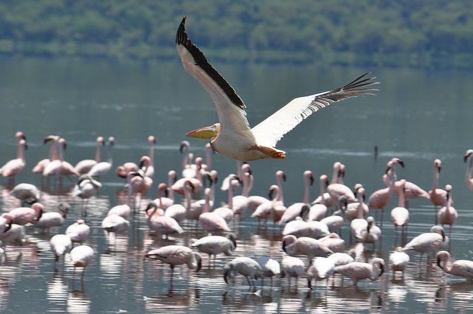 Lake Nakuru National Park daytrip - Timing and transport: what private really means on a long day