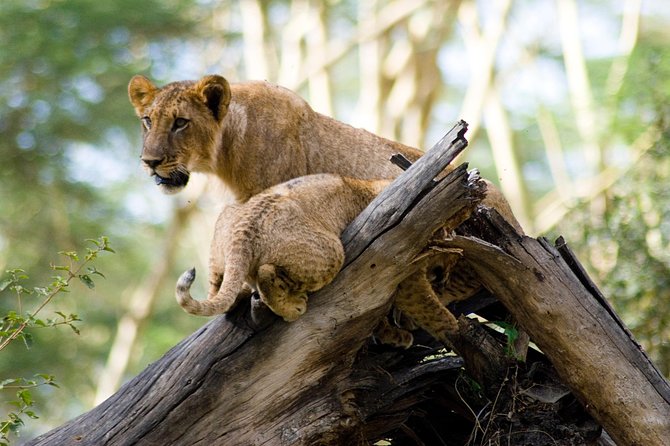Lake Nakuru National Park daytrip - Who this daytrip is best for