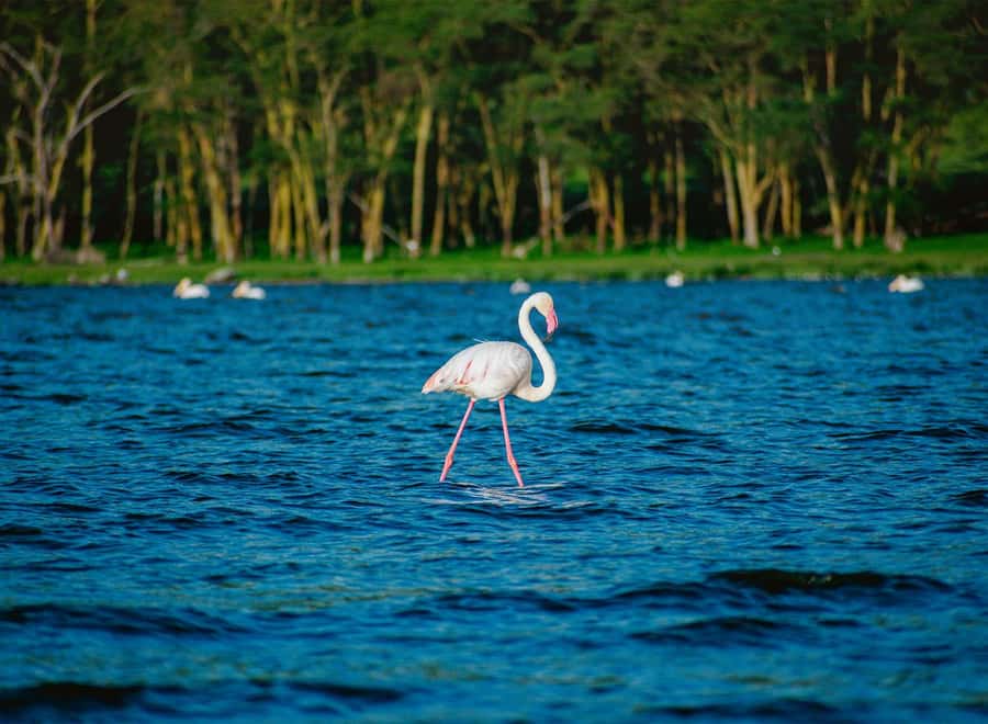 Lake Nakuru National Park: Daytrip in a 4X4 Private Jeep - A 12-hour Rift Valley safari run to Lake Nakuru