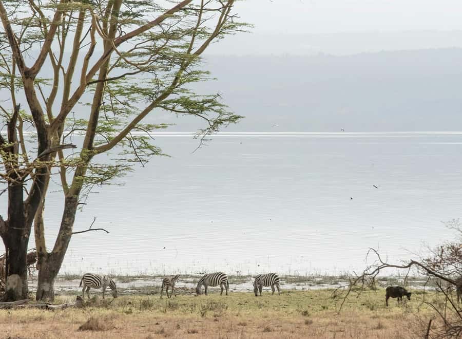 Lake Nakuru National Park: Daytrip in a 4X4 Private Jeep - Morning drive through the Great Rift Valley, with real photo stops