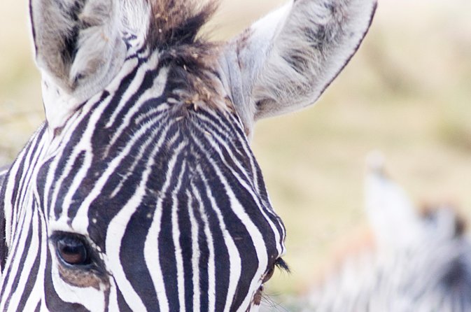 Lake Nakuru National Park daytrip - Great Rift Valley stop: 30 minutes of big photo energy