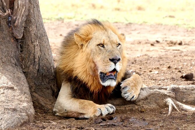 Lake Nakuru NP Half-Day Safari - Key things to know before you go