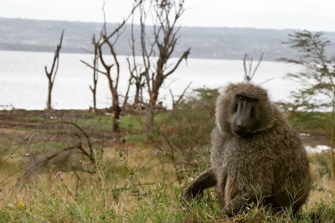 Lake Nakuru NP Half-Day Safari - Wildlife you can reasonably expect on a short safari