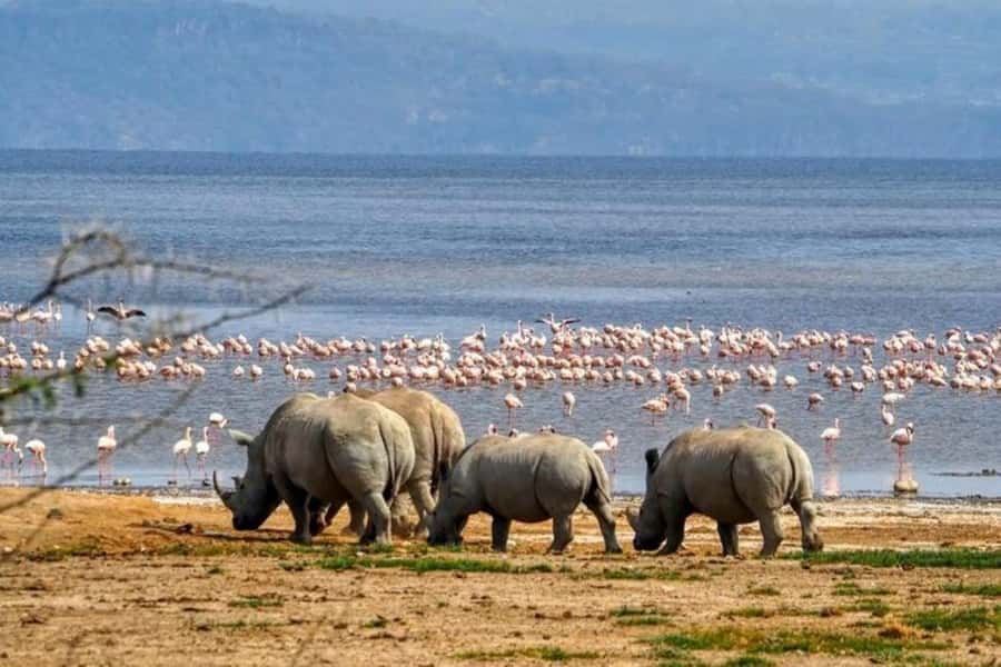Lakes Nakuru& Naivasha National Park Wildlife Highlights - Key highlights that make this day trip tick