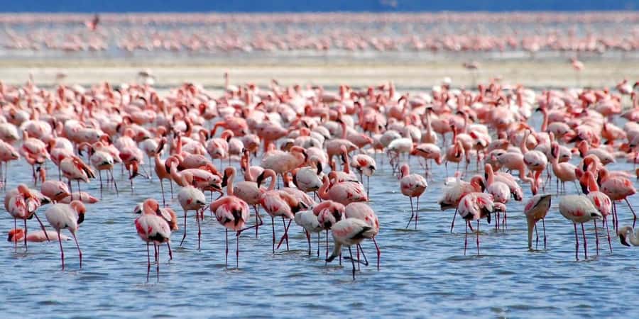 Lakes Nakuru& Naivasha National Park Wildlife Highlights - Early Nairobi pickup, and why the 6:00 AM start matters