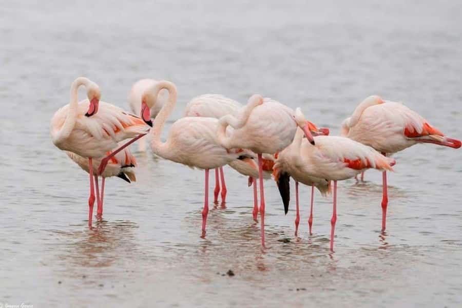 Lakes Nakuru& Naivasha National Park Wildlife Highlights - Lunch at the lodge: plan for extra cost, and keep your safari momentum