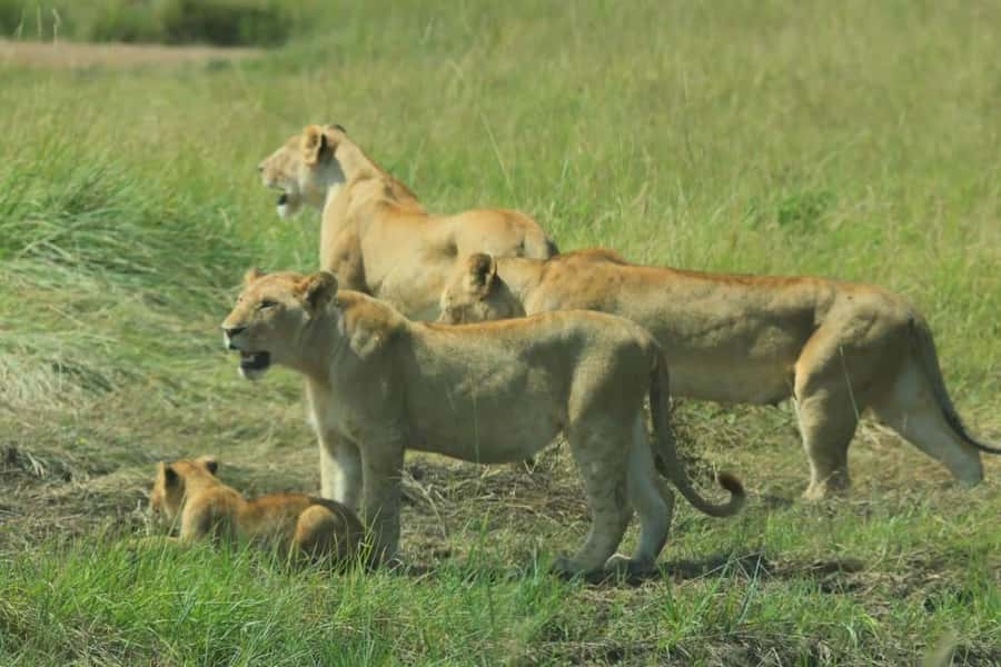 Lakes Nakuru& Naivasha National Park Wildlife Highlights - Lake Naivasha boat ride: eagles, hippos, and the shoreline action