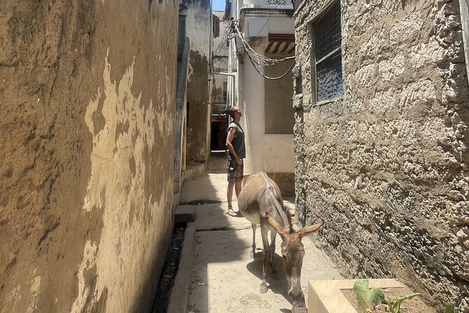 Lamu Old Town Walking Tour - Donkey sanctuary and how it changes the feel of your walk
