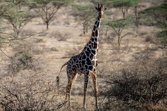 Maasai Mara 3 Day Guided Tour - Maasai Mara in Three Days, From Nairobi to the Reserve