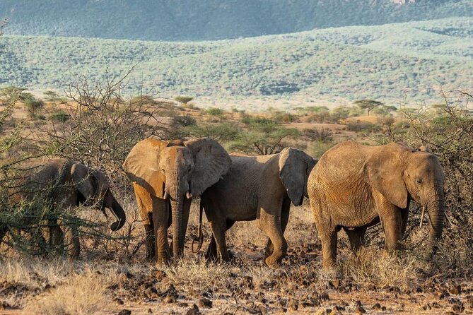 Maasai Mara 3 Day Guided Tour - Day 2: Maasai Mara National Reserve, Morning and Afternoon Game Drives