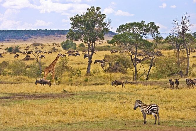 Maasai Mara 3 Day Guided Tour - Day 3: The Return Drive to Nairobi, With One More Game Drive