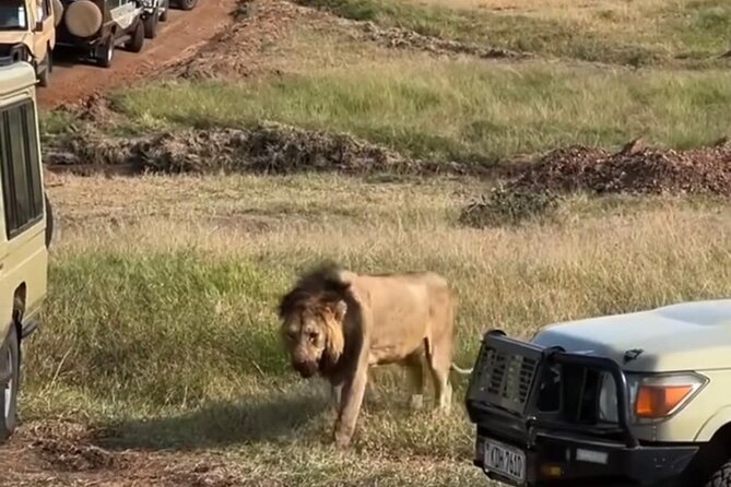 Maasai Mara Day Trip From Nairobi - The game drive feel: comfort, time, and staying focused