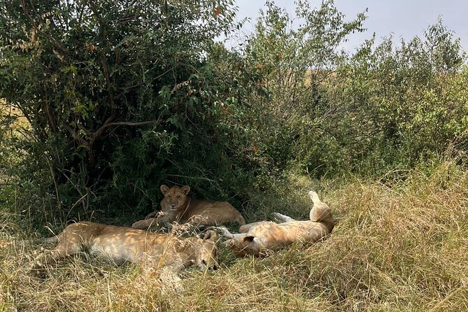 Maasai Mara Day Trip From Nairobi - The guide factor in plain terms: spotting and explaining in real time