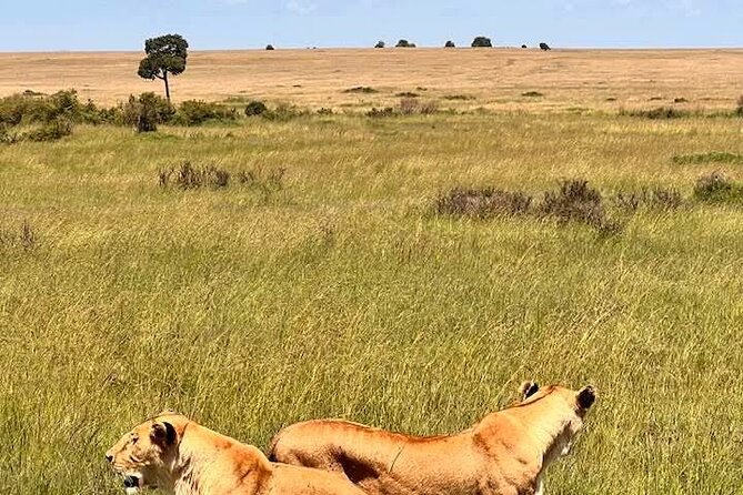 Maasai Mara Day Trip From Nairobi - Wildlife expectations for one day: how to set your wishlist smartly