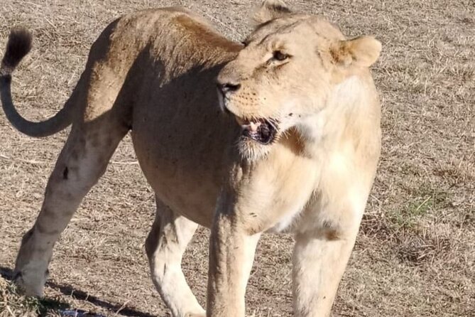 Maasai Mara Day Trip From Nairobi - The Great Rift Valley stop: stretching legs and grabbing snacks