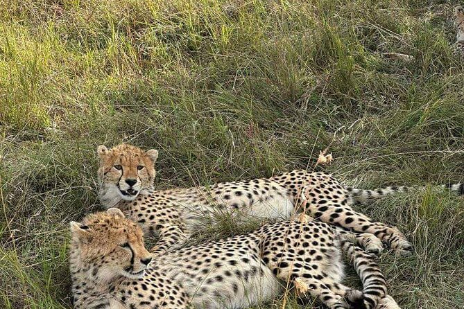 Maasai Mara Day Trip - Arriving around 9:00 am and using the morning for real game viewing