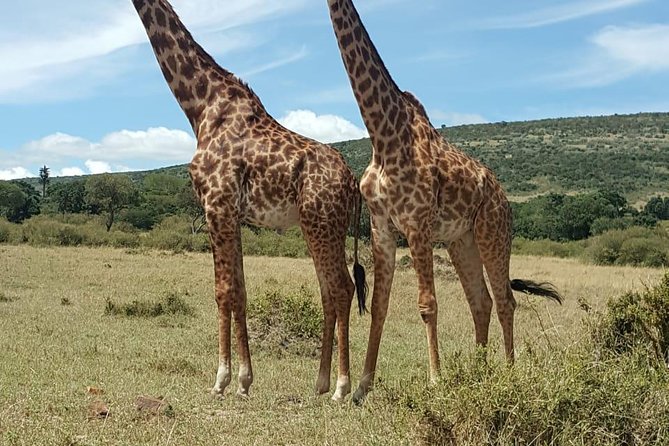 Maasai Mara Game Reserve - Key things to know before you go