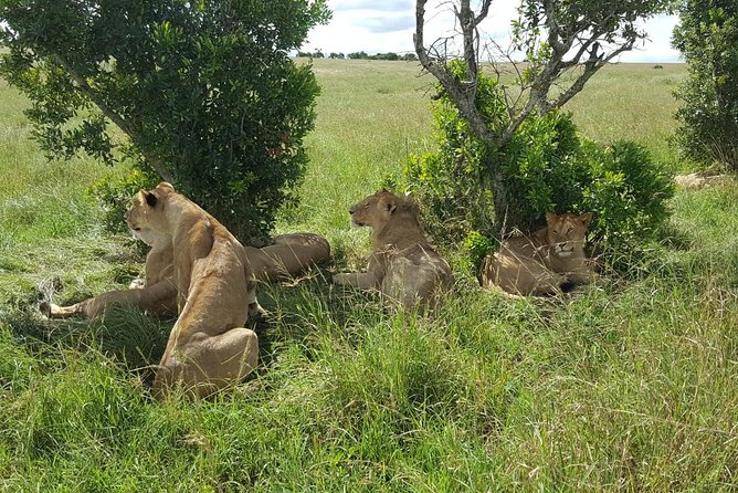 Maasai Mara Game Reserve - From Nairobi to the Rift Valley Viewpoint: The Trip Starts Strong