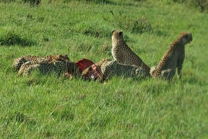Maasai Mara Game Reserve - Optional Maasai Boma Visit: A Cultural Add-On You Can Control