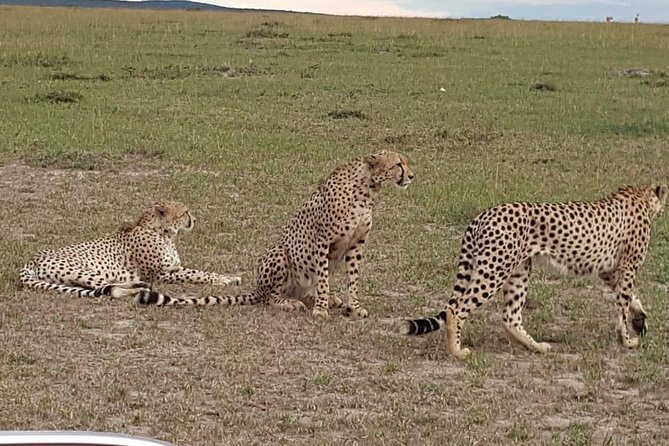 Maasai Mara Game Reserve - Optional Early Morning Game Drive on Day 3