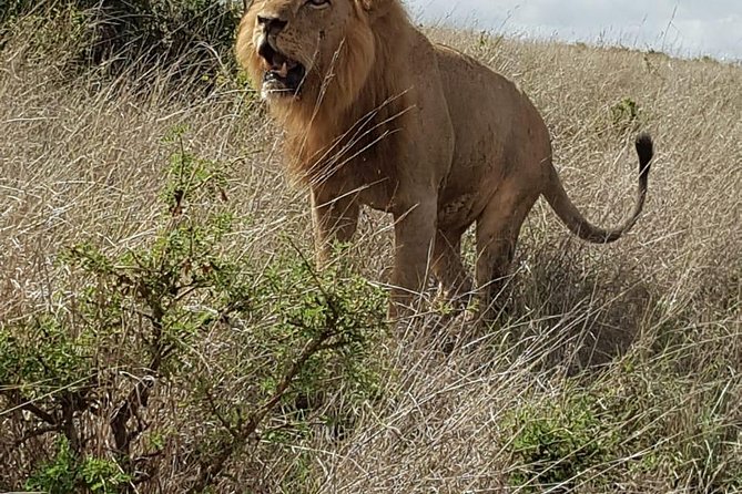 Maasai Mara Game Reserve - How Big 5 Search Works in Real Life