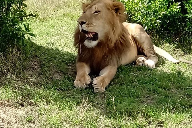 Maasai Mara Game Reserve - Two Full Days of Game Drives Inside Maasai Mara National Reserve