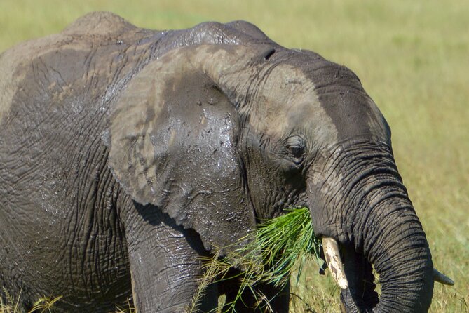 Maasai Mara National Reserve 3-day safari - Key highlights I’d plan around