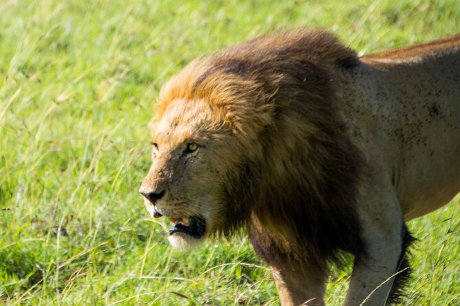 Maasai Mara National Reserve 3-day safari - Maasai Mara Safari Setup: Private Ride, Full Days, and Real Value