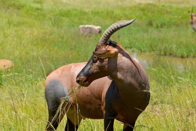 Maasai Mara National Reserve 3-day safari - The Return to Nairobi: Another 8 Hours, So Plan Your Energy