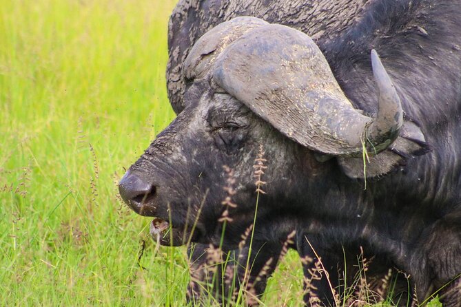 Maasai Mara National Reserve 3-day safari - Price and Value: What $800 Per Person Covers