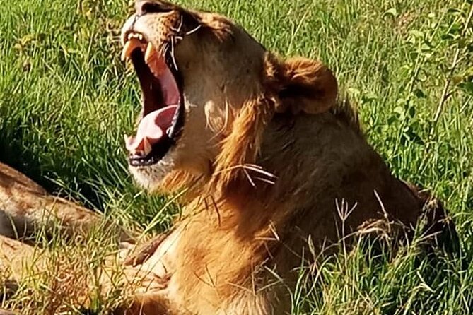 Maasai Mara National Reserve 3-day safari - Who Should Book This Maasai Mara Safari, and Who Might Not Love It