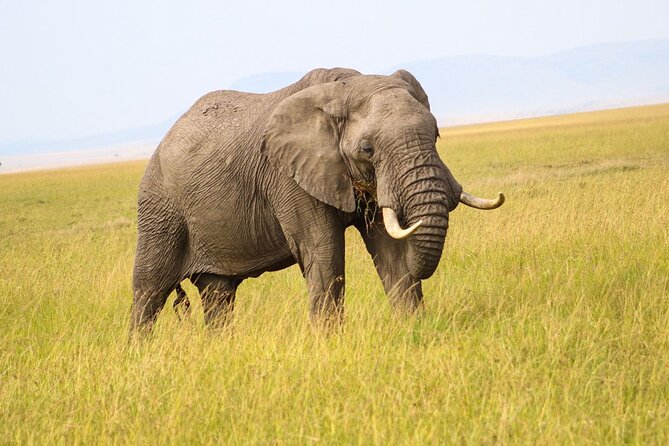 Maasai Mara National Reserve 3-day safari - Leaving Nairobi Early: 5 to 6 Hours of Road Before the Wild