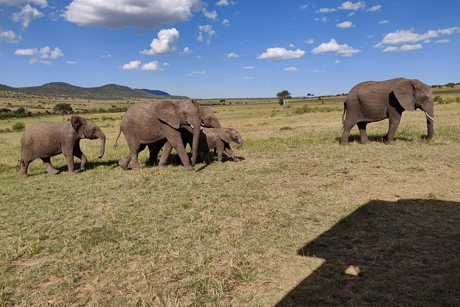 Maasai Mara Safari!! - Day 2 Full-Day Predator Focus in Maasai Mara National Reserve
