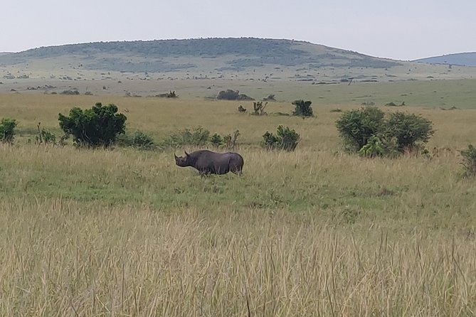 Maasai Mara Safari!! - Booking Notes That Can Affect Your Plan (Weather and Dates)