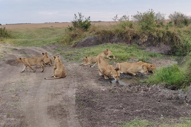 Maasai Mara Safari!! - Day 1 Game Drive: Savannah Watching After Lunch