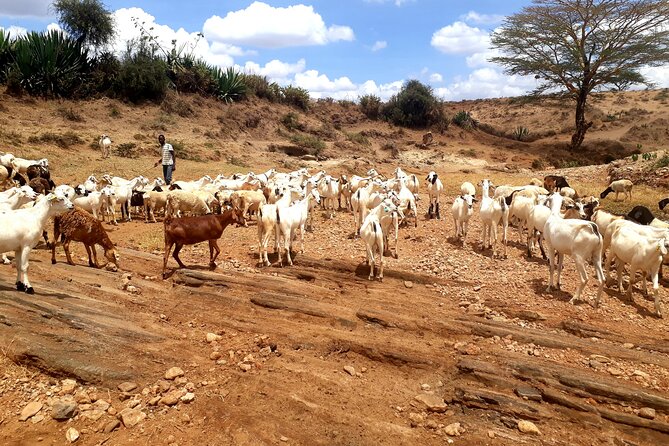 Maasai Village Experience Day Tour - Price and value: is $100 fair for what you get?