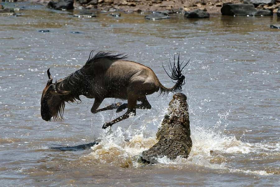 Masai Mara: 3-Day Group Joining Safari by Land Cruiser - Why a joining safari in the Mara is a smart 3-day plan