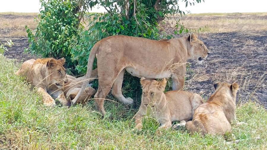 Masai Mara: 3-Day Group Joining Safari by Land Cruiser - Day 1 in the reserve: your first game drive and the tent reality